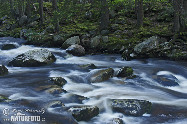 np-sumava-xxx_mg_1690nf